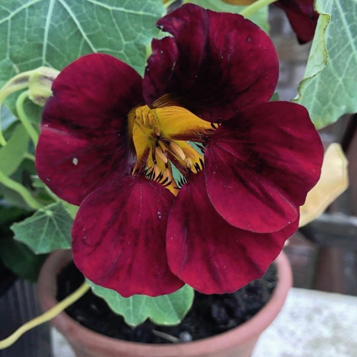 Nasturtium- Tom Thumb Black Velvet